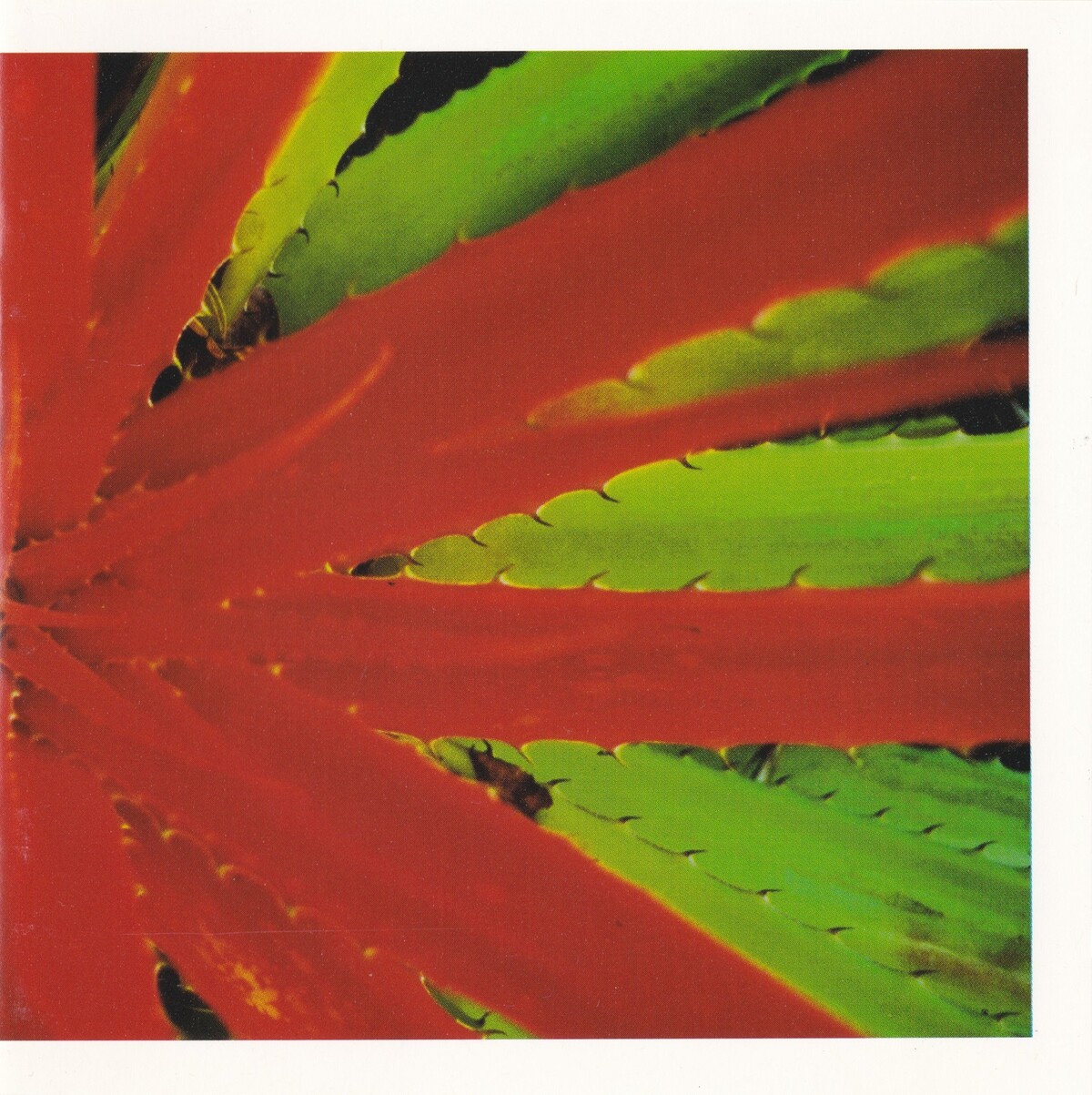 Jejune – This Afternoons Malady LP 13586672