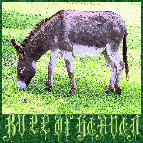 186: A Donkey