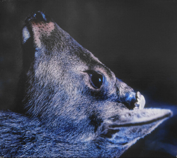 The Book About My Idle Plot on a Vague Anxiety by toe (Album, Math