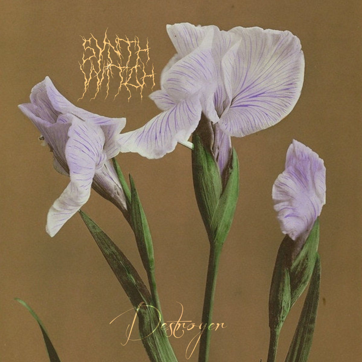 Synthvvitch Albums: songs, discography, biography, and listening guide ...