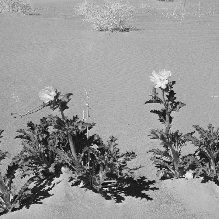 HE HISSED intelligence overview