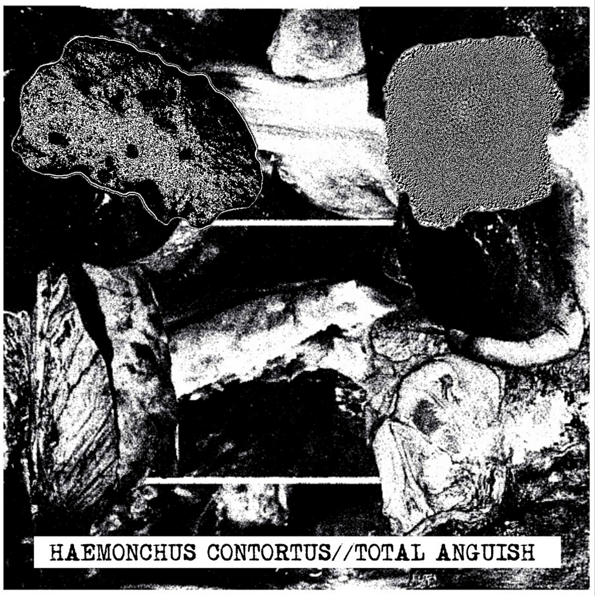 Haemonchus Contortus / Total Anguish by Haemonchus Contortus / Total ...