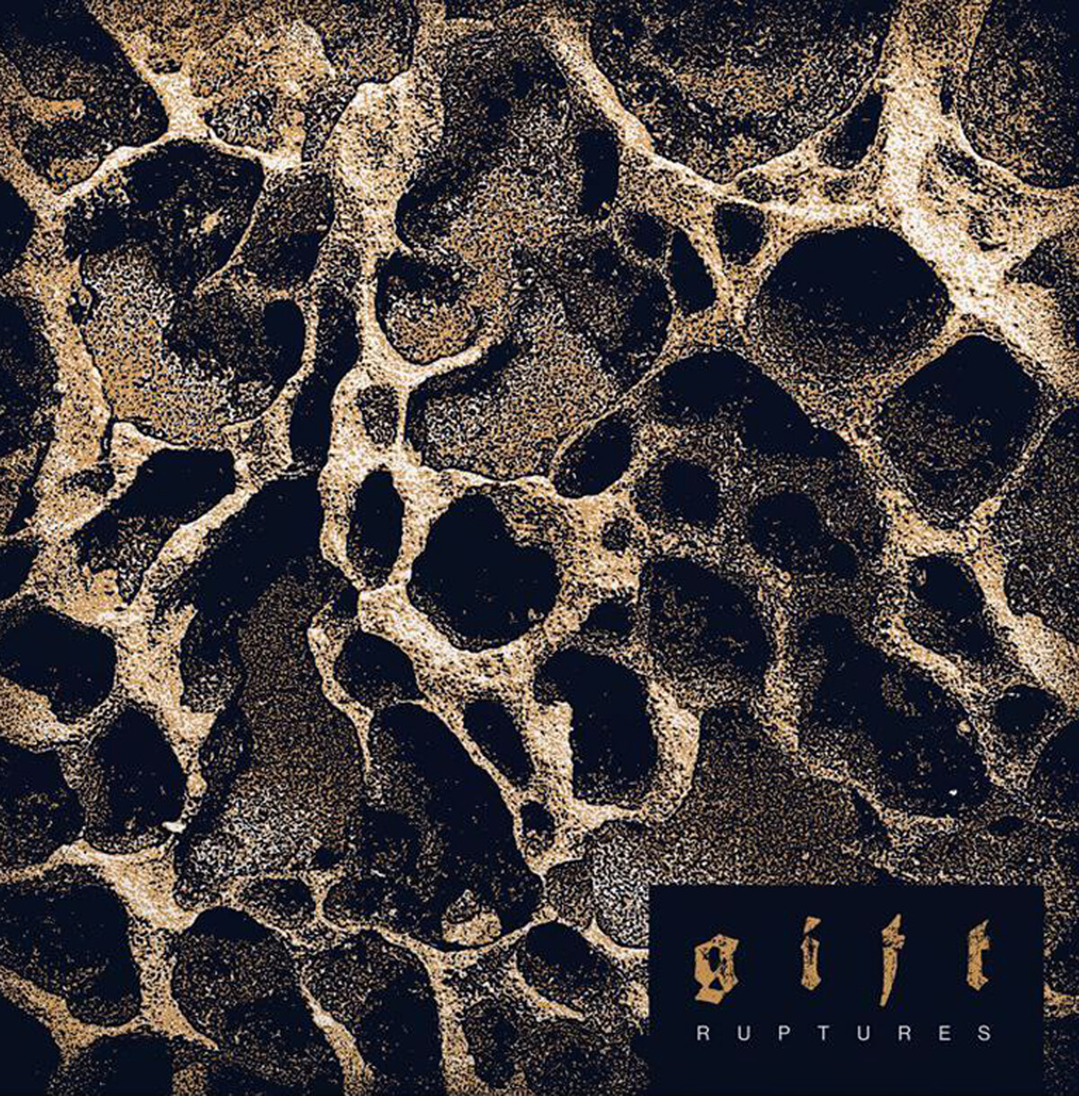 G i f t Albums: songs, discography, biography, and listening guide ...