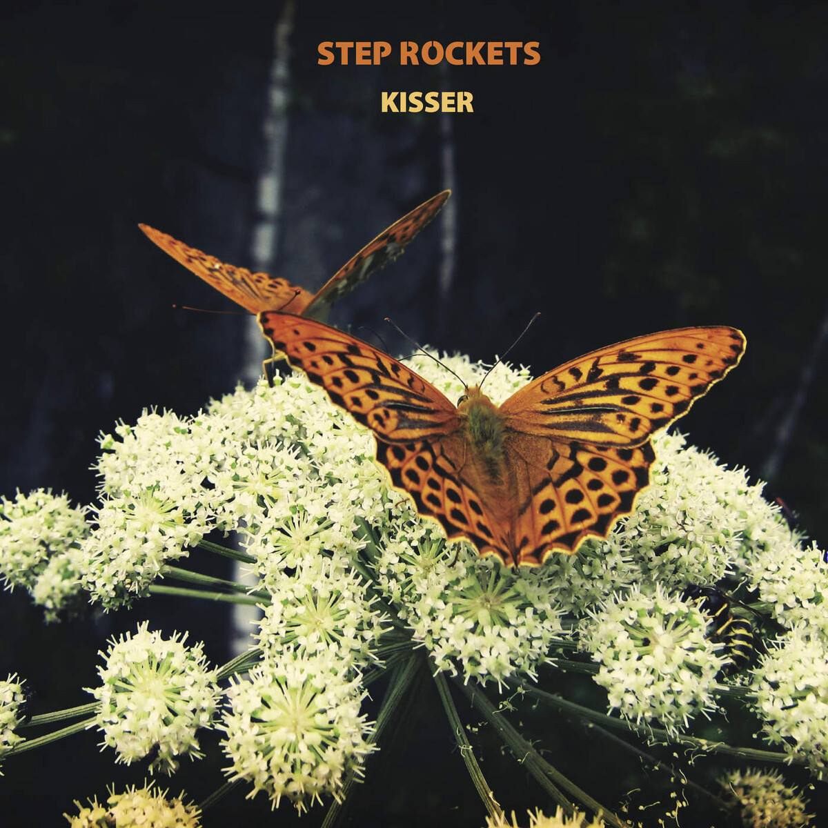 Step Rockets Albums: songs, discography, biography, and listening guide ...