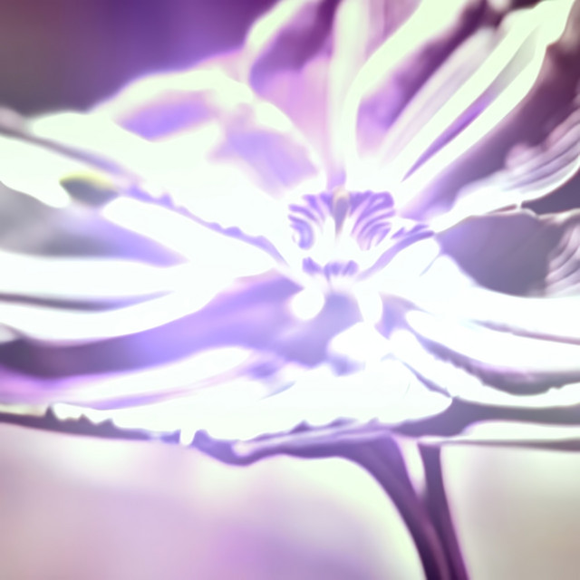 Enchanted Forest by Vladislav Tiasto (Single): Reviews, Ratings ...