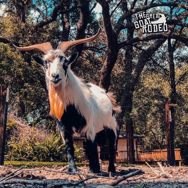 The Great Goat Rodeo by Seven Kingdoms (Single): Reviews, Ratings ...