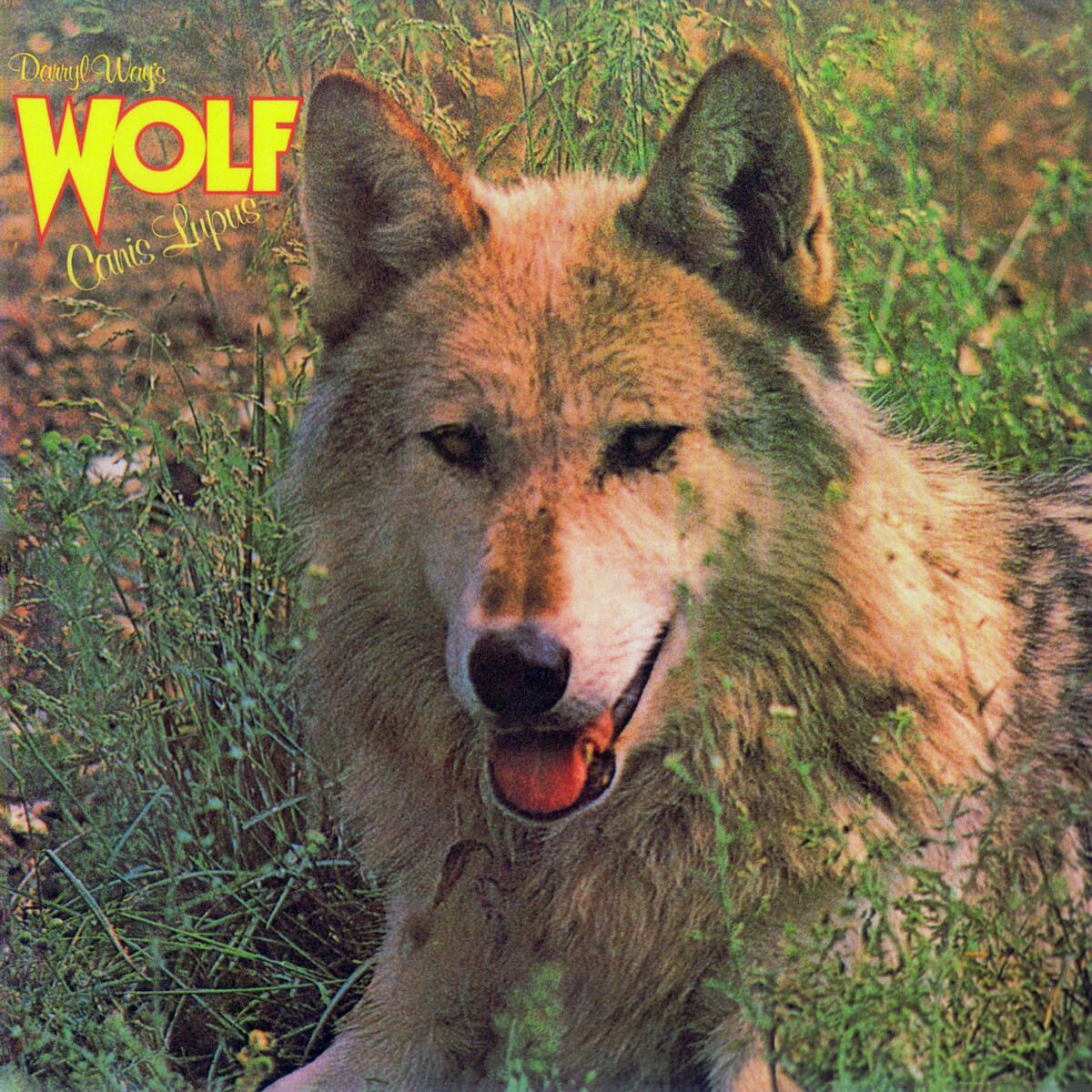 非売品 Lupus Canis by Rock Progressive (Album, Wolf Way's Darryl 洋楽