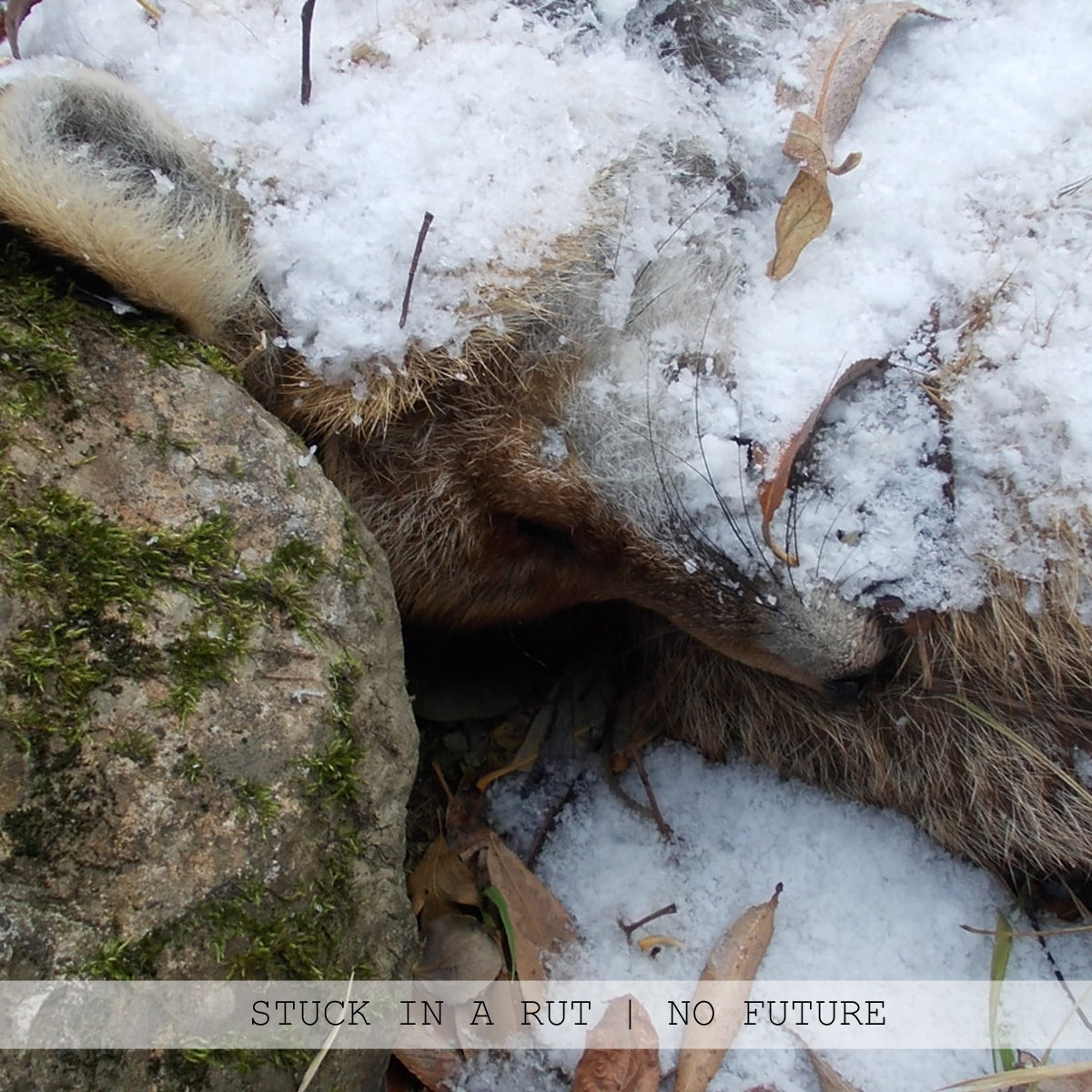 No Future by Stuck in a Rut (Album): Reviews, Ratings, Credits, Song ...