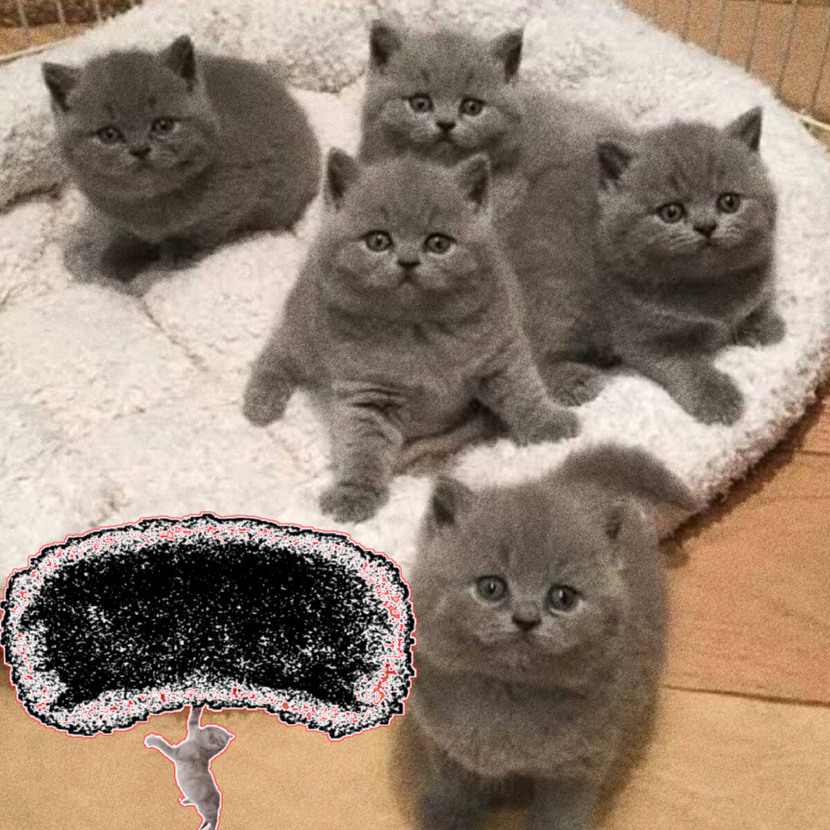 9 Paws by Fluffy n Adorable (Single): Reviews, Ratings, Credits, Song ...