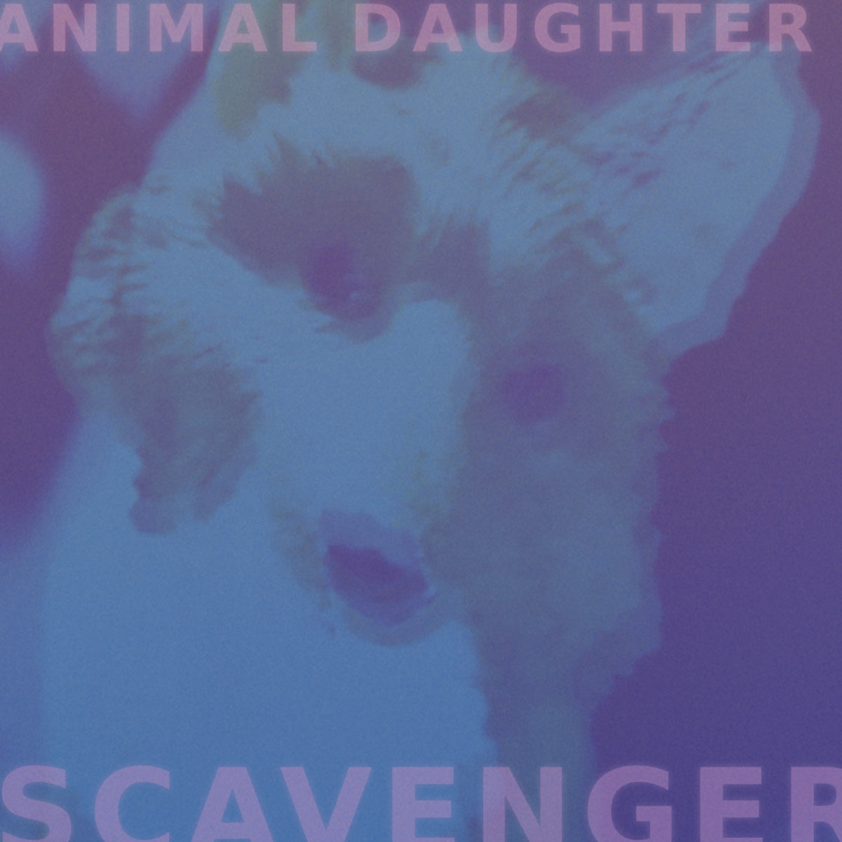 Scavenger by Animal Daughter (EP, Shoegaze): Reviews, Ratings, Credits ...