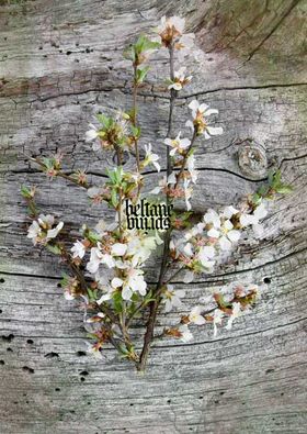 Beltane-Spring by Forgotten Land (EP, Dark Ambient): Reviews, Ratings ...