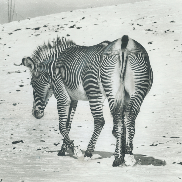 洋楽 ANDY STOTT / IT SHOULD BE US [Smokey] Andy Stott ‎– It Should Be Us