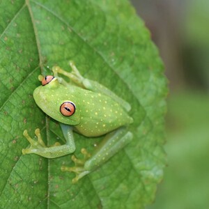 Frogs of RYM - Rate Your Music