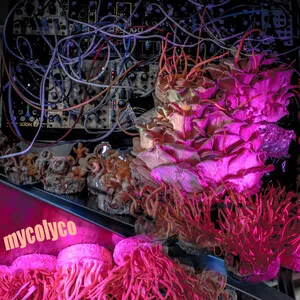 Initial Research by MycoLyco album cover