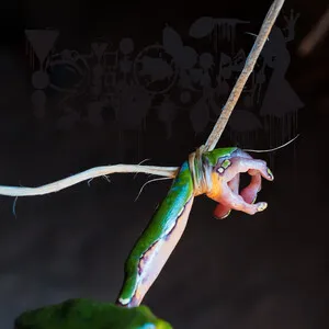 The Dark Side of the Amazon by Phyllomedusa album cover
