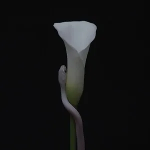 Parrhesia by Animals as Leaders album cover