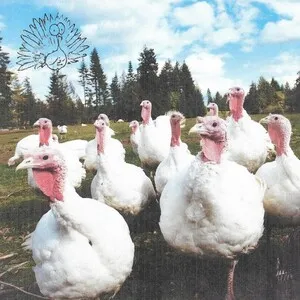 Clock Tower by Turkey album cover