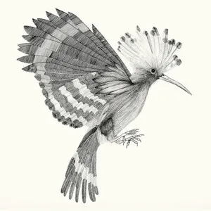 Puput by Cocanha album cover