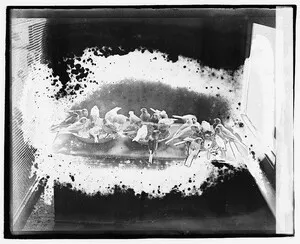 Ecstatic & Wingless: Bird-Imitation on Four Continents, ca. 1910-44