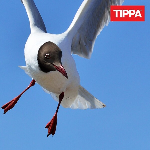 Polta se pois by Tippa (Single): Reviews, Ratings, Credits, Song list ...