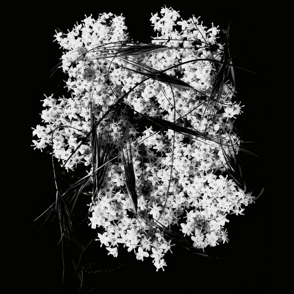 Deathly Silence by Membrane (Album; Pogo; pogo 186) Reviews, Ratings