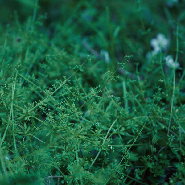 chouchou merged syrups. – Since – CD (Mini-Album), 2013